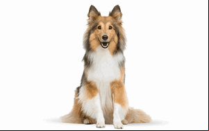 dog photo cutout image